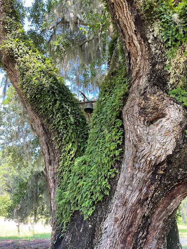 Hampton Plantation: A Case Study of Preserving a Black History Landscape